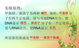 核酸的染色方法优缺点比较 核酸染料使dna染色的原理