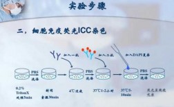 冰冻切片荧光染料染色流程（冰冻切片的制作和荧光免疫实验）