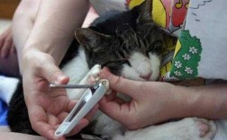 剪了猫指甲怎么修复好的快-剪了猫指甲怎么修复好
