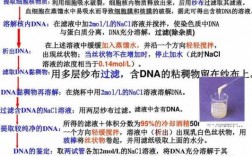 dna容易被酸性染料染色吗_dna在酸性溶液中变性