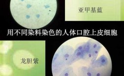 龙胆紫和染色体什么颜色 龙胆紫染料与染色体结合的原理是