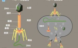 噬菌体颜色