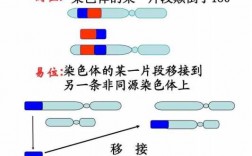 染色体容易被哪两种染料着色呢-染色体容易被哪两种染料着色