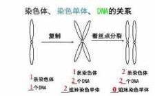 是染色体着色的染料有什么（染色着色是什么意思）