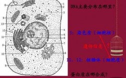 细胞质的染色原理是-细胞质染色染料