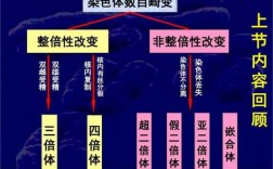 碱性染料可以固定染色体吗,碱性染料可以染染色体吗 