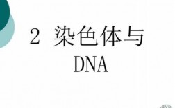 观察染色体用什么碱性染料（观察染色体为什么用碱性染料）