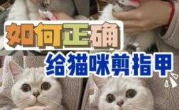 科学剪猫指甲分叉修复视频_猫指甲这么剪