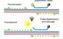 核酸荧光染色技术原理 荧光染料染色核酸原理