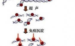 染色质相互作用-染料互染色迁移