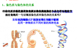 常见的染色体的碱性染料（染色体会被碱性染料染成什么颜色）