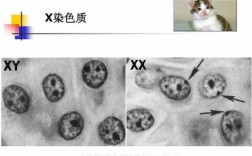 观察染色体需要用什么染料_观察染色体需要用什么染色