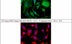 活细胞染色荧光染料有哪些-活细胞染色荧光染料