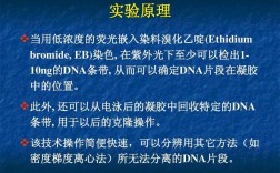  凝胶电泳用染料染色的原理「凝胶电泳用染料染色的原理是」