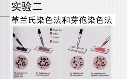 芽孢染色的方法和原理-芽孢染色常用的染料是什么