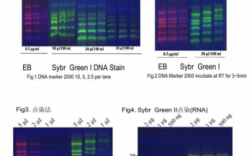 ed染料为什么染色dna_ecd染料