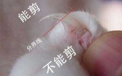 猫指甲怎么修复的快点,猫指甲应该怎么 