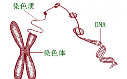 染色质和染色体-染色体和染料