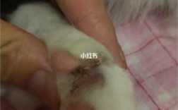 猫咪指甲红血丝 猫指甲红血丝修复推荐药