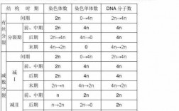 碱性染料有哪些染色体染色,碱性染色体是什么样 