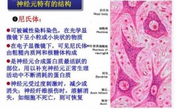 尼氏体染色实验原理