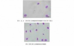 x染色质的制备与观察实验报告 x型染料染色实验目的