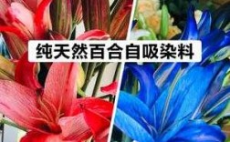 百合 染色-给百合染色用什么染料