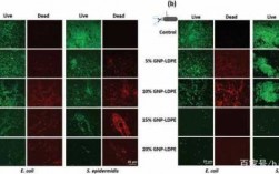 活性料染色ph-p型活性染料染色