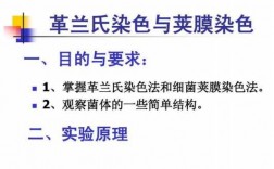  荚膜染色是啥色系的染料「荚膜染色是什么颜色」