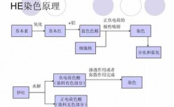 HE染色法是由哪几种染料进行染色的（he染色法是由哪几种染料进行染色的呢）