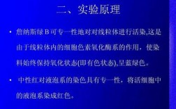 线粒体用什么染料染色的_线粒体用什么染料染色的最多