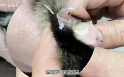 宠物猫怎么修指甲-修复小猫指甲要多少钱呢