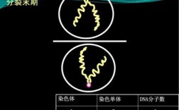 能使染色体着色的染料有_使染色体着色的溶液