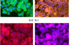 细胞膜染色剂-DIO细胞膜染料染色DLD1细胞