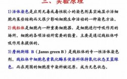 线粒体专一染色的活性染料-专门染色线粒体的染料