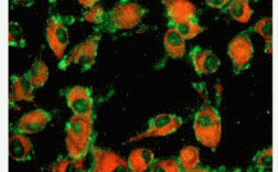 能为活的细胞染色的染料_唯一的活细胞染色剂