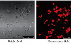 ir-780染料染色细胞膜_染色膜的特点以及危害