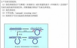 吖啶类染料造成染色体畸变,吖啶类染料诱变机理 