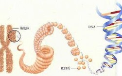 碱性染料可以染色体吗（碱性染料可以染dna）