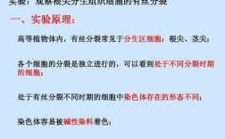 染色体碱性染料有哪些 染色体的碱性染料是什么