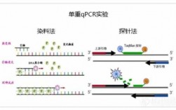 pcr染色法 将pcr产物染色的染料