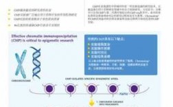 染料沉积法染色（染色质共沉淀法）