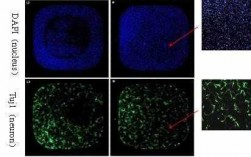 dapi和merge荧光染色目的-DAPI荧光染料染色液