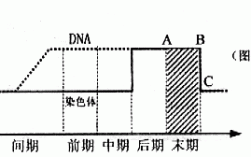 着丝点会被碱性染料染色吗（着丝点与染色体的数量关系）