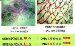 甲基绿活性染料染色原理,甲基绿染液怎么配制 