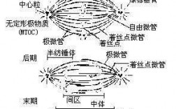 纺锤丝怎么形成纺锤体