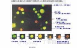 吖啶橙染色原理