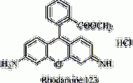 罗丹明染色溶液的配制-罗丹明染料染色线粒体