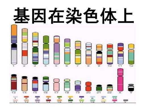 可将染色体染色的染料有-图2