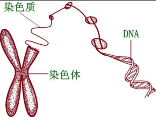  对染色质染色的染料「染色质的颜色」-图1